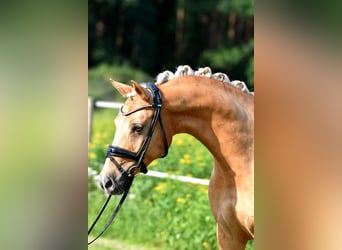 German Riding Pony, Mare, 11 years, 14.2 hh, Palomino