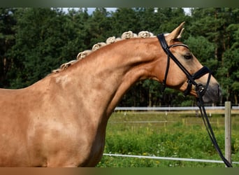 German Riding Pony, Mare, 11 years, 14.2 hh, Palomino