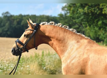 German Riding Pony, Mare, 11 years, 14.2 hh, Palomino