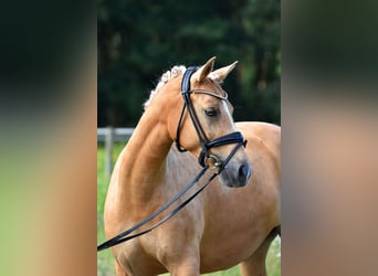 German Riding Pony, Mare, 11 years, 14.2 hh, Palomino