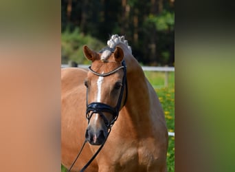 German Riding Pony, Mare, 11 years, 14.2 hh, Palomino