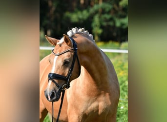 German Riding Pony, Mare, 11 years, 14.2 hh, Palomino