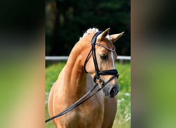 German Riding Pony, Mare, 11 years, 14.2 hh, Palomino