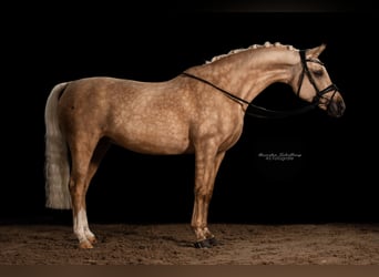 German Riding Pony, Mare, 11 years, 14.2 hh, Palomino