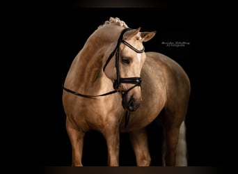 German Riding Pony, Mare, 11 years, 14.2 hh, Palomino