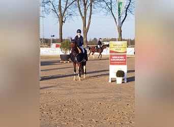 German Riding Pony, Mare, 11 years, 14.2 hh, Pinto