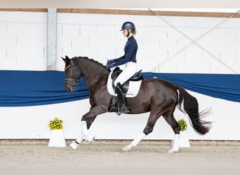 German Riding Pony, Mare, 11 years, 14.2 hh, Smoky-Black