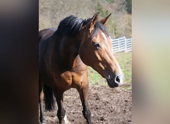 German Riding Pony, Mare, 11 years, 14.3 hh, Bay-Dark
