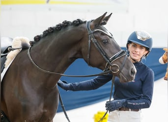 German Riding Pony, Mare, 11 years, 14 hh, Black