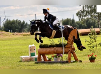 German Riding Pony, Mare, 11 years, 14 hh, Black