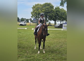 German Riding Pony, Mare, 11 years, 14 hh, Brown