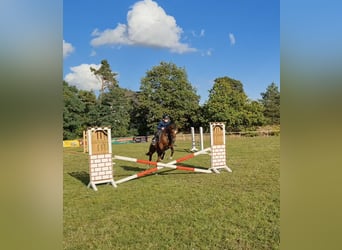 German Riding Pony, Mare, 11 years, 14 hh, Brown