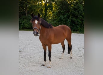 German Riding Pony, Mare, 11 years, 14 hh, Brown