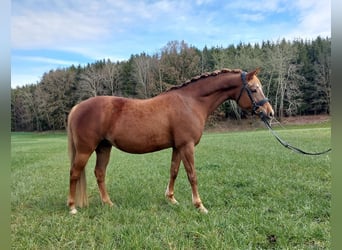 German Riding Pony, Mare, 11 years, 14 hh, Chestnut