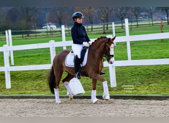 German Riding Pony, Mare, 11 years, 14 hh, Chestnut-Red
