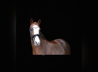 German Riding Pony, Mare, 11 years, 14 hh, Chestnut-Red
