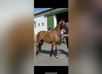 German Riding Pony, Mare, 11 years, 14 hh, Dun