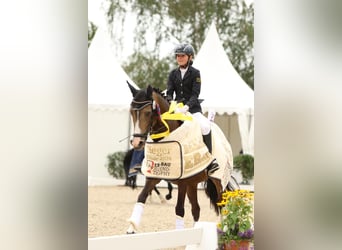 German Riding Pony, Mare, 11 years, 14 hh, Palomino