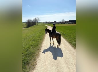 German Riding Pony, Mare, 11 years, 14 hh, Palomino