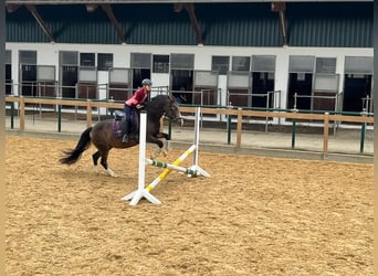 German Riding Pony, Mare, 11 years, 14 hh, Palomino