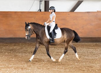 German Riding Pony, Mare, 11 years, 14 hh, Palomino