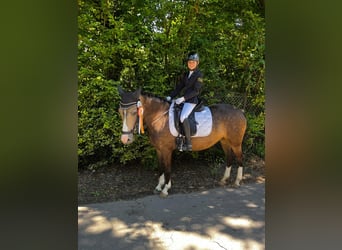 German Riding Pony, Mare, 11 years, 14 hh, Palomino