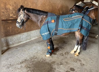 German Riding Pony, Mare, 11 years, 14 hh, Palomino