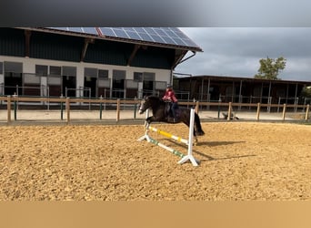 German Riding Pony, Mare, 11 years, 14 hh, Palomino