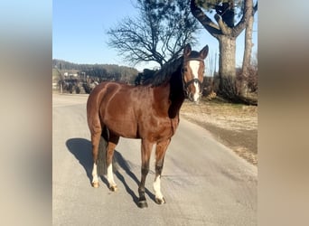 German Riding Pony, Mare, 11 years, 14,1 hh, Brown