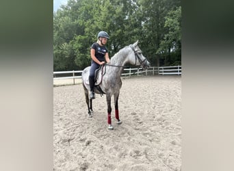 German Riding Pony, Mare, 11 years, 14,1 hh, Grey-Dapple