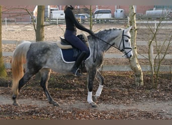 German Riding Pony, Mare, 11 years, 14,1 hh, Grey-Dapple