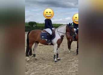 German Riding Pony Mix, Mare, 11 years, 14,1 hh, Pinto