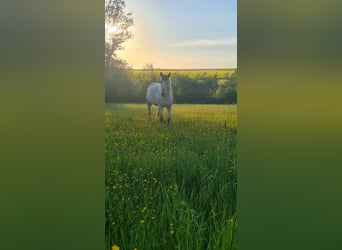 German Riding Pony Mix, Mare, 11 years, 14,1 hh, Roan-Red