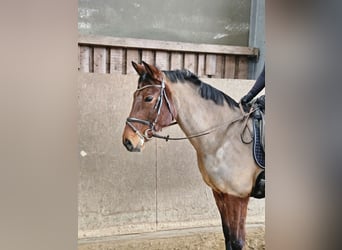 German Riding Pony, Mare, 11 years, 14,3 hh, Brown