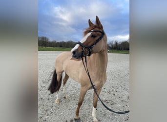 German Riding Pony, Mare, 11 years, 15,1 hh, Chestnut-Red