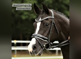 German Riding Pony, Mare, 11 years, 15 hh, Black