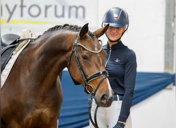 German Riding Pony, Mare, 11 years, 15 hh, Brown
