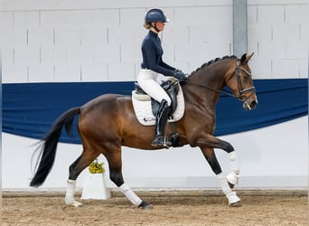 German Riding Pony, Mare, 11 years, 15 hh, Brown