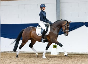 German Riding Pony, Mare, 11 years, 15 hh, Brown