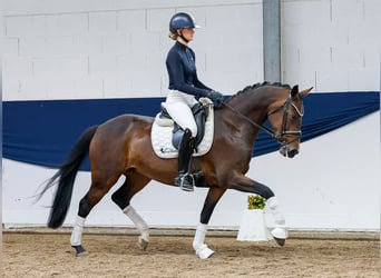 German Riding Pony, Mare, 11 years, 15 hh, Brown