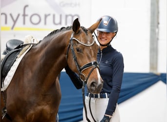 German Riding Pony, Mare, 11 years, 15 hh, Brown