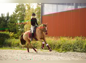 German Riding Pony, Mare, 11 years, 15 hh, Chestnut-Red