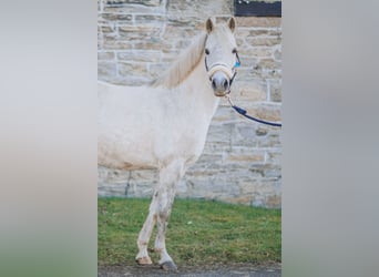 German Riding Pony, Mare, 12 years, 12.2 hh, Grey