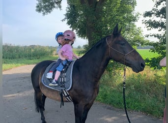 German Riding Pony, Mare, 12 years, 13.1 hh, Bay-Dark