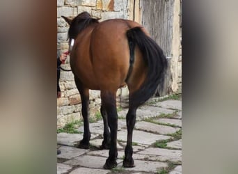 German Riding Pony Mix, Mare, 12 years, 13.2 hh, Brown