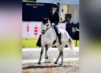 German Riding Pony, Mare, 12 years, 13.3 hh, Grey-Dapple