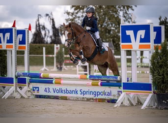 German Riding Pony, Mare, 12 years, 13 hh, Chestnut-Red