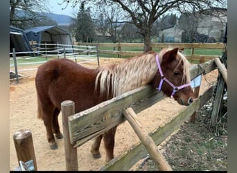 German Riding Pony Mix, Mare, 12 years, 13 hh, Chestnut-Red
