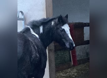 German Riding Pony Mix, Mare, 12 years, 13,2 hh, Roan-Blue