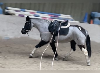 German Riding Pony Mix, Mare, 12 years, 13,2 hh, Roan-Blue